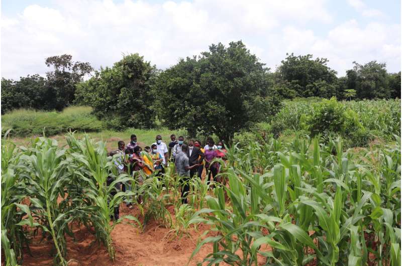 Balanced fertilization: a fulcrum for sustainable production of maize and rice in Africa