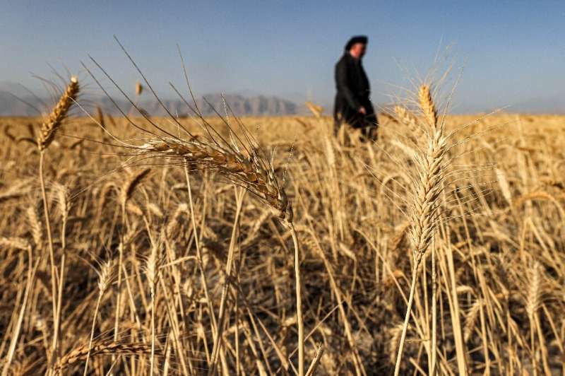 Bapir Kalkani, un sindicalista agrícola kurdo iraquí, inspecciona su granja de trigo