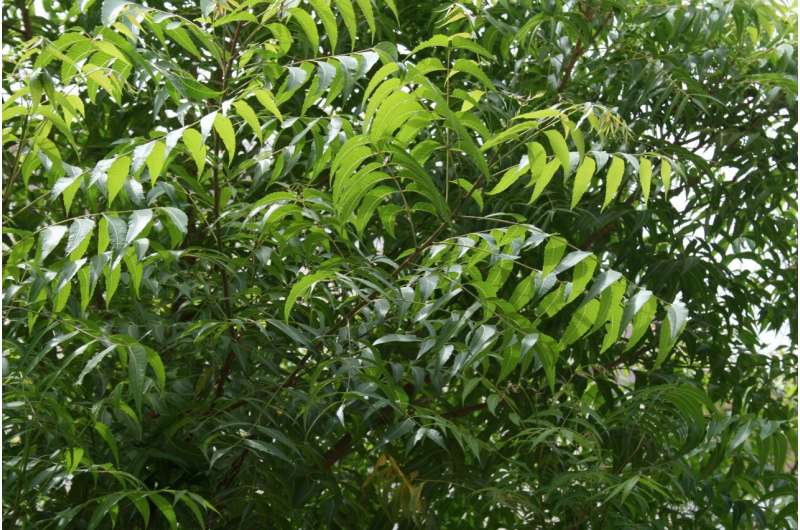 Bark of neem tree may protect against coronavirus variants