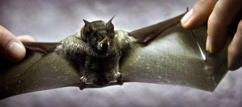 Bats are a common spreader of zoonotic diseases, which experts warn could increase due to a range of human-induced upheavals to 