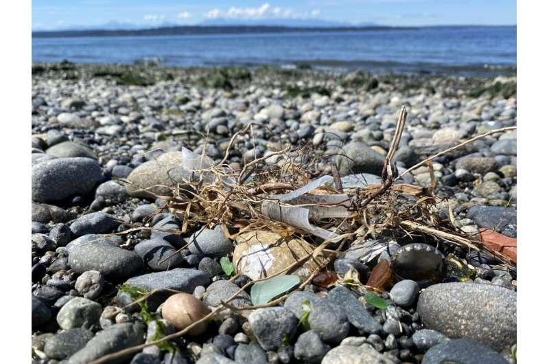 Beach trash accumulates in predictable patterns on Washington and Oregon shores
