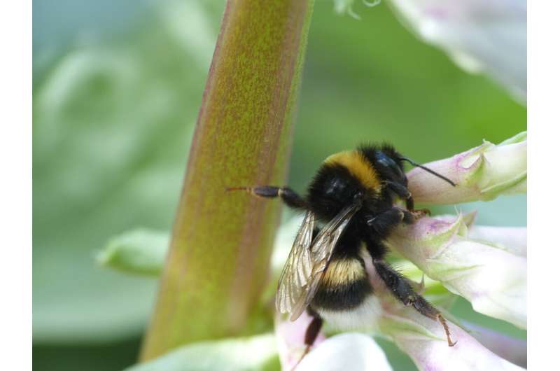 Bean cultivation in diverse agricultural landscapes promotes bees and increases yields
