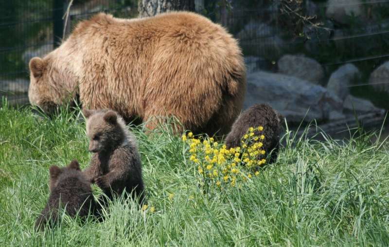 bear and cubs