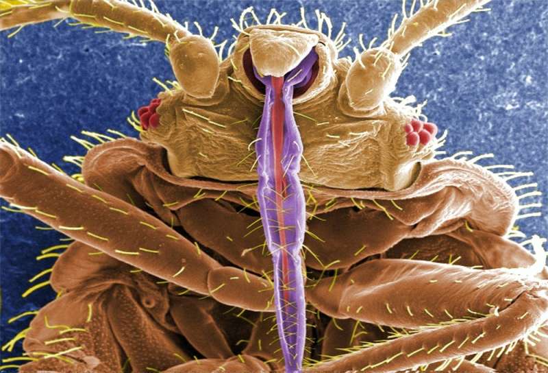 Bedbugs' biggest impact may be on mental health after an infestation of these bloodsucking parasites