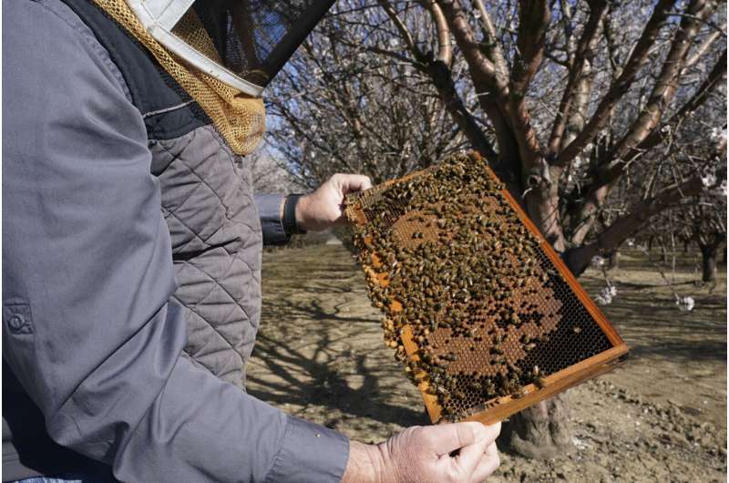 Los apicultores recurren a la tecnología antirrobo a medida que aumentan los robos en colmenas
