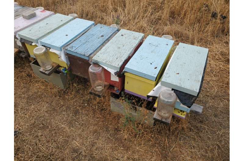 Las abejas están eyaculando explosivamente hasta morir: una cubierta de poliestireno podría evitarlo