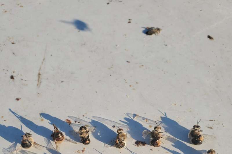Bees ejaculate explosively and die — polystyrene covers can prevent it