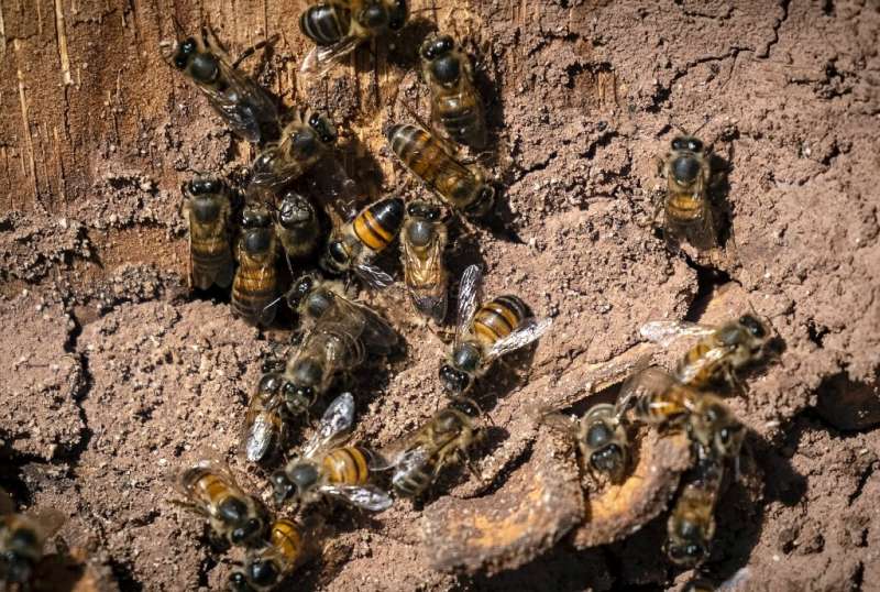 Abejas en Inzerki en Marruecos: la colmena colectiva se encuentra en una ladera soleada en el corazón de la Reserva de la Biosfera de Arganeraie