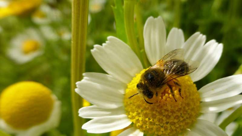 Bees boost crops and could steady food prices