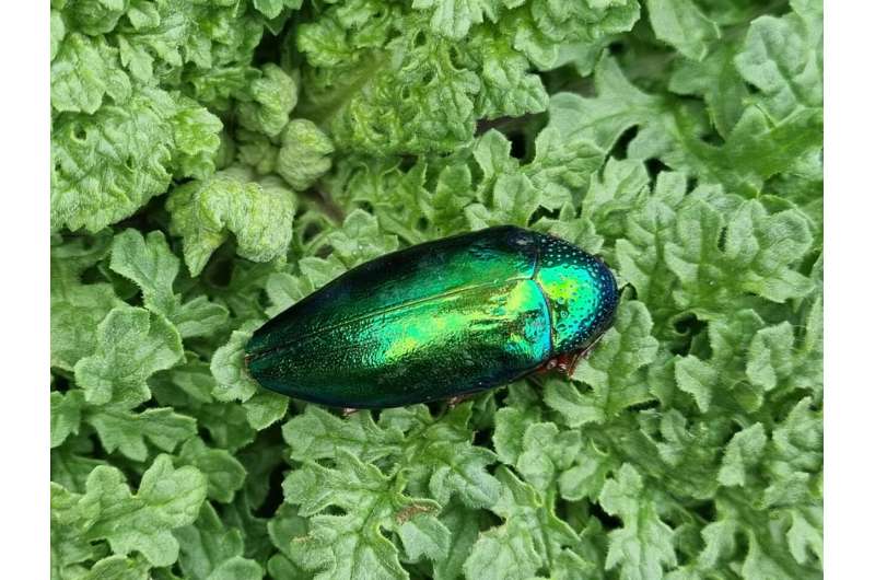 Beetle iridescence a deceptive form of warning coloration, study finds