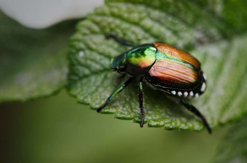 Científicos descubren cuándo los escarabajos se volvieron prolíficos