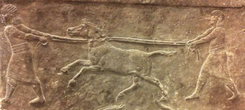 Before horses, ass hybrids were bred for warfare