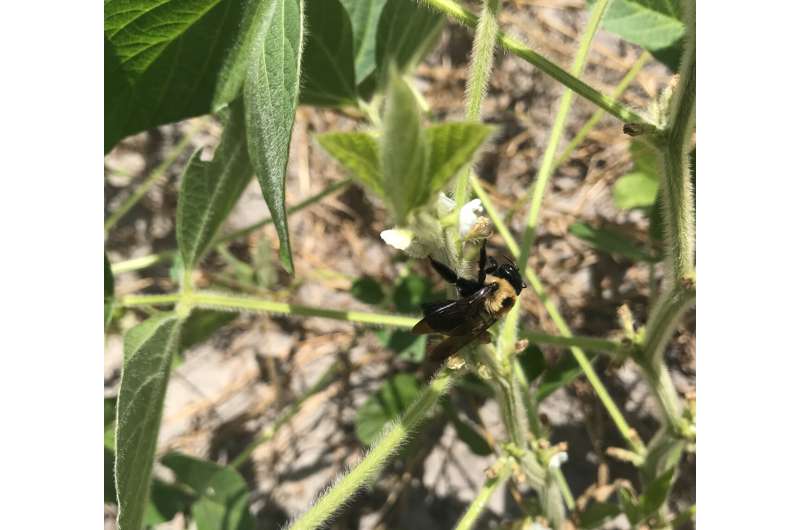 Being near pollinator habitat linked to larger soybean size