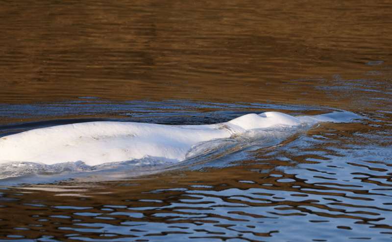 Beluga whale lost in French river euthanized during rescue
