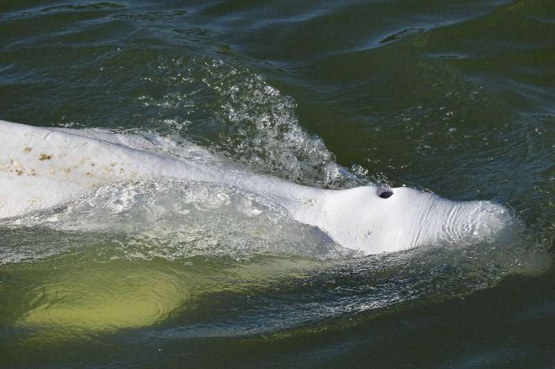 Belugas are a protected species that cannot survive long in fresh water