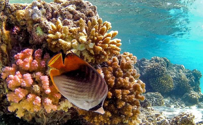 Beneath the waters off Egypt's Red Sea coast a kaleidoscopic ecosystem teems with life that could become the world's &quot;last 