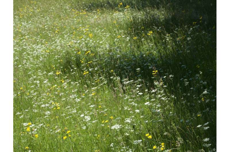 Beneficial and beautiful: Biodiversity of meadows and pastures can be an asset for nature, agriculture, and tourism
