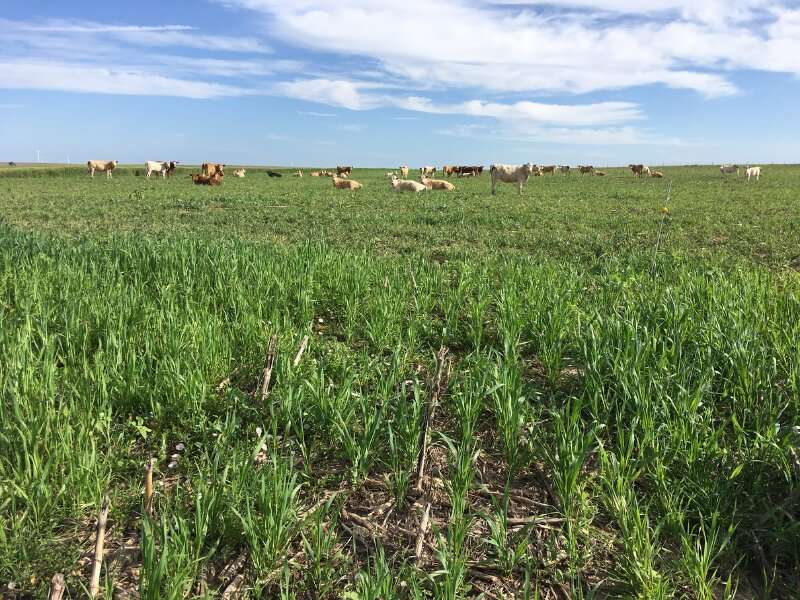 Benefits of cover crops extend to dry areas