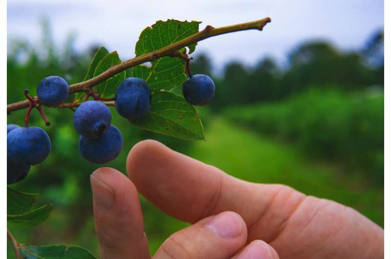berry picking