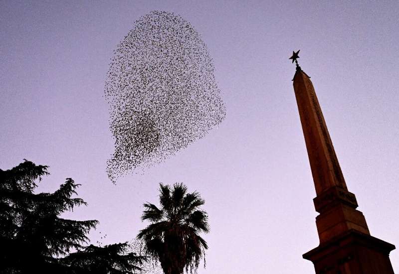 Between October and February every year, millions of starlings migrate from northern Europe to Italy