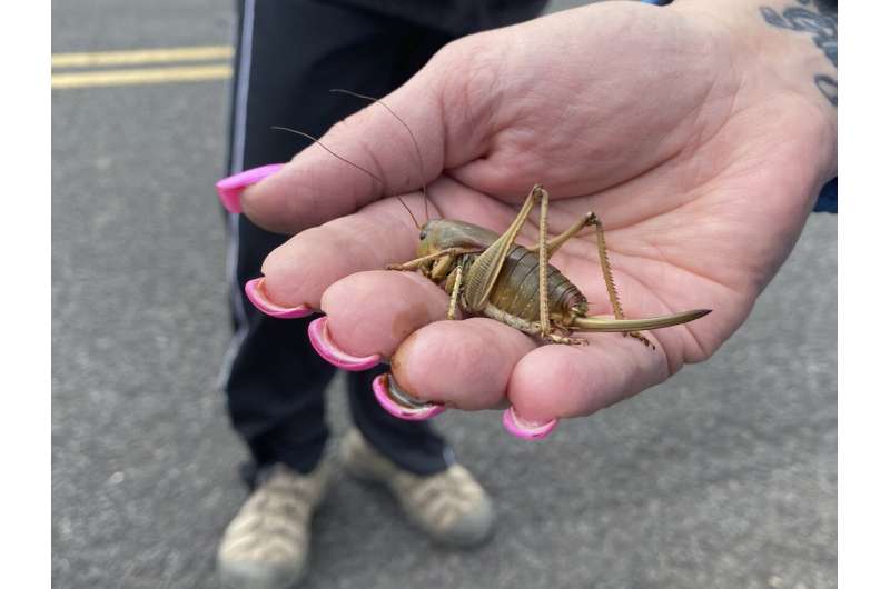 'Biblical' insect swarms spur Oregon push to fight pests