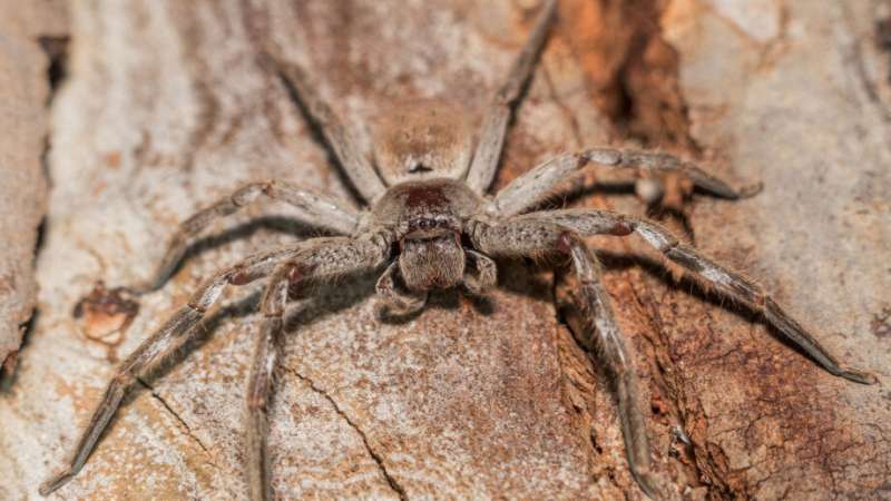 Big brains bring change: Inside the social life of spiders
