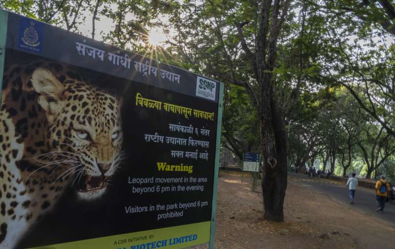 Big cats in urban jungle: LA mountain lions, Mumbai leopards