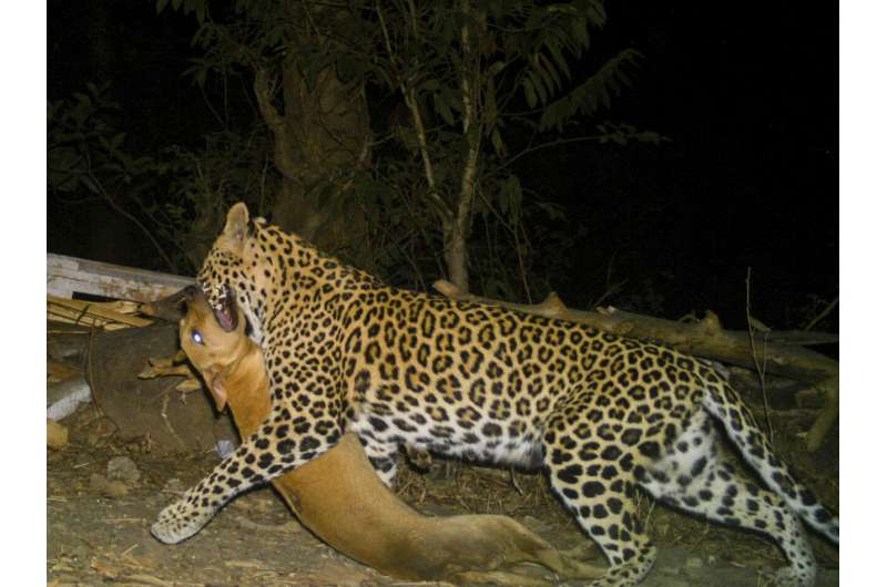 Big cats in urban jungle: LA mountain lions, Mumbai leopards