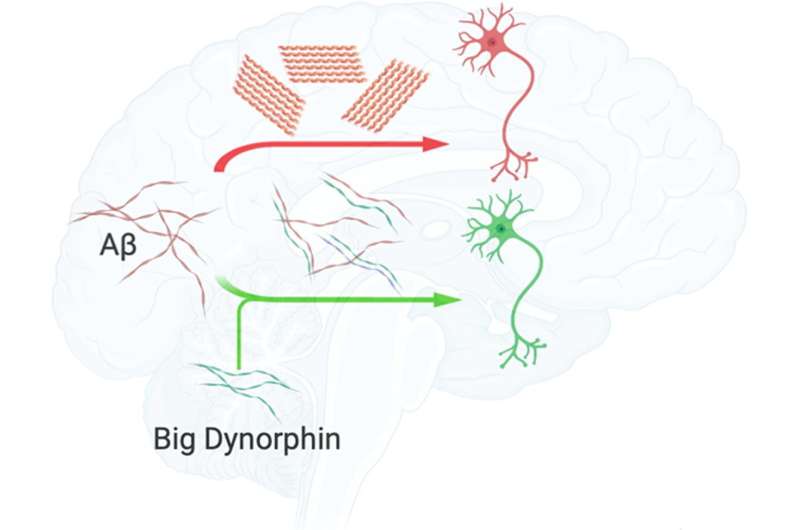 Big dynorphin protects neurons from the accumulation of Alzheimer's-associated amyloid