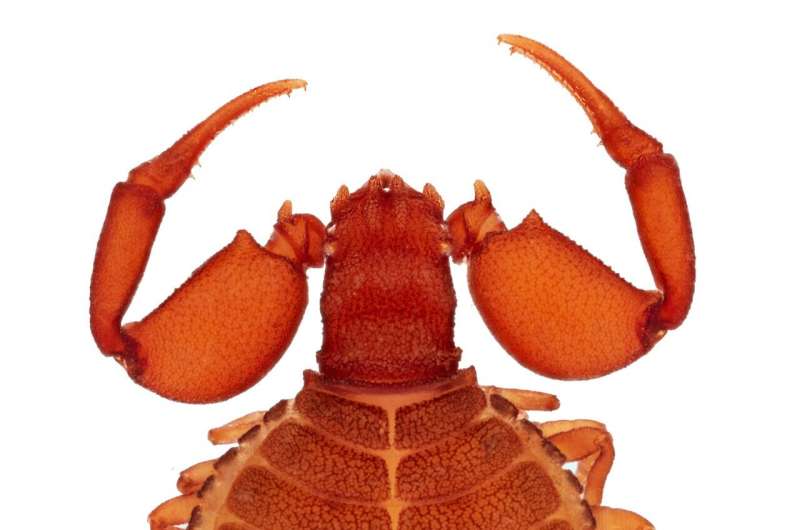 "Big muscles and wrinkled skin": the Hercules pseudoscorpions