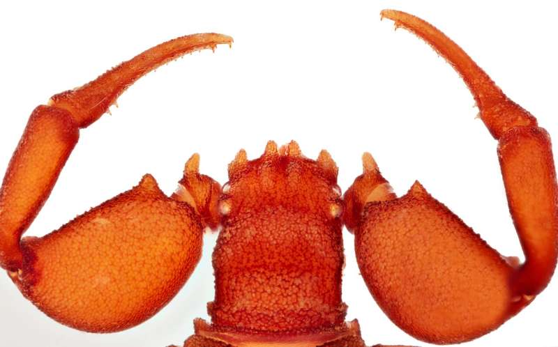 "Big muscles and wrinkled skin": the Hercules pseudoscorpions