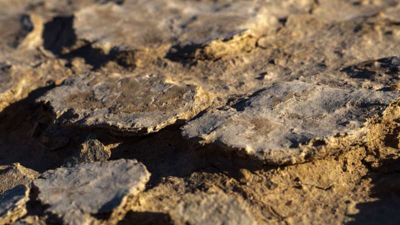 Biological crusts affected by drought can still stabilize soils