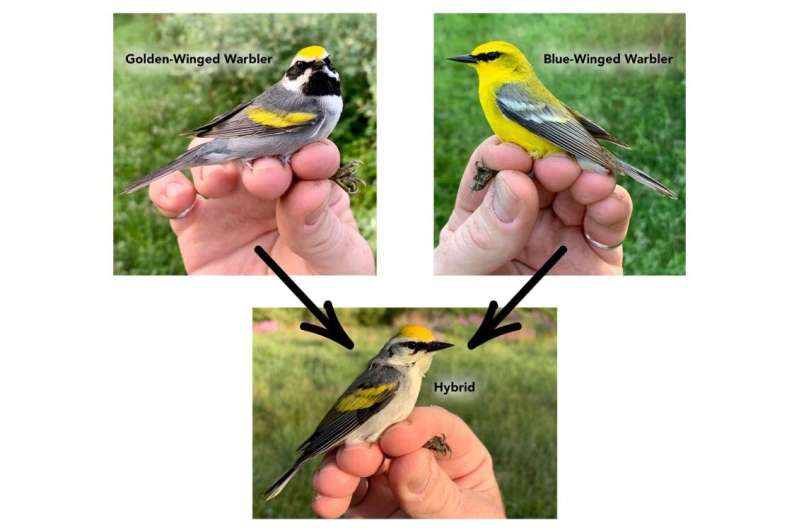 Biologists explore the secrets of the warbler genome