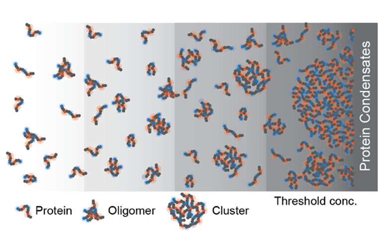 Biomolecular condensates within cells found to have structure