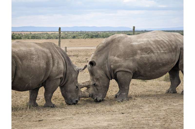 BioRescue consortium announces 5 new northern white rhinoceros embryos created