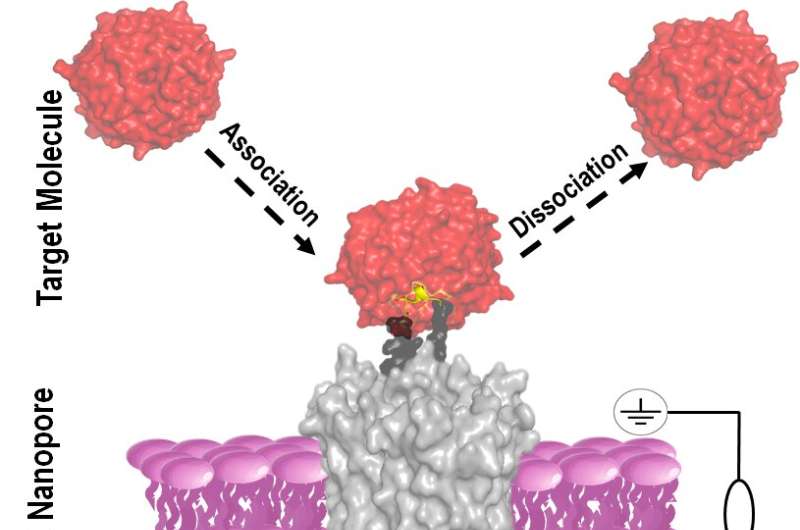 (Bio)sensing protein interactions