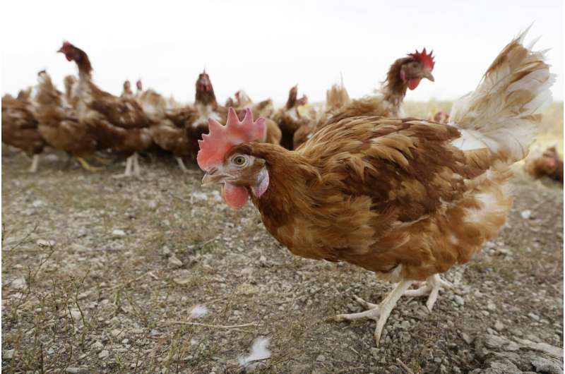 Outbreaks of bird flu are declining, but the threat of a virus remains