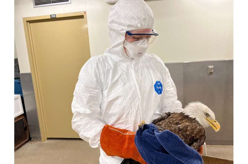 La gripe aviar se cobra un número sin precedentes de águilas calvas y otras aves