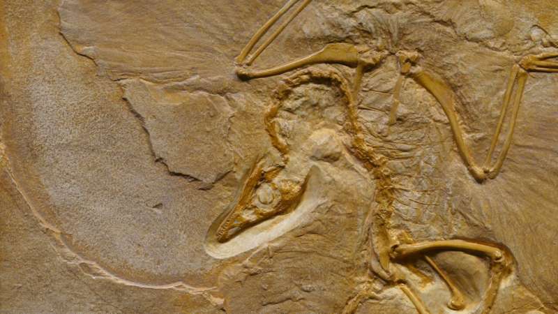 'Bird-hipped' Jurassic dinosaur was one of the first to live in herds