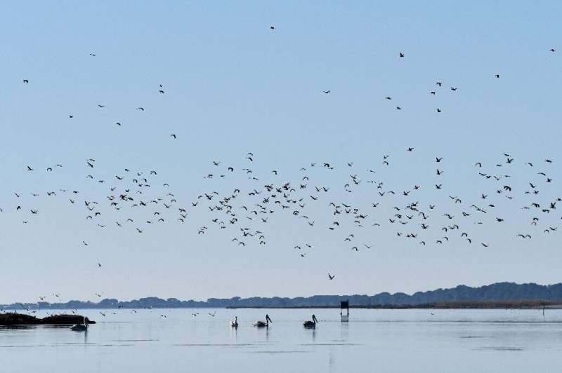 Birds fly over Albania's Divjaka-Karavasta wetlands, a key wintering site on Europe's migratory flyway