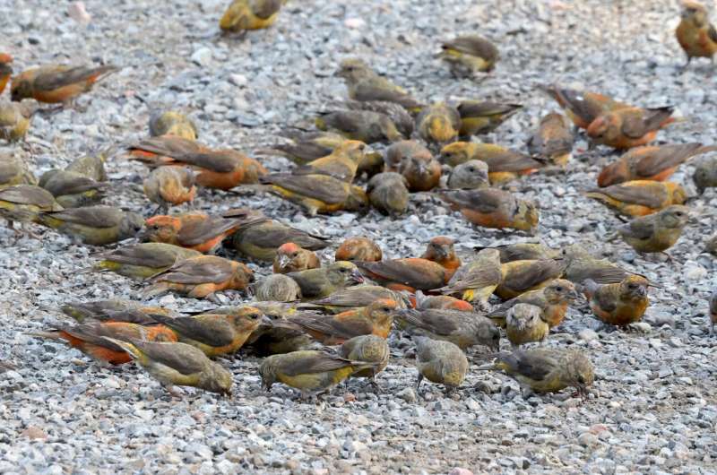 Birds warned of food shortages by neighbor birds change physiology and behavior to prepare
