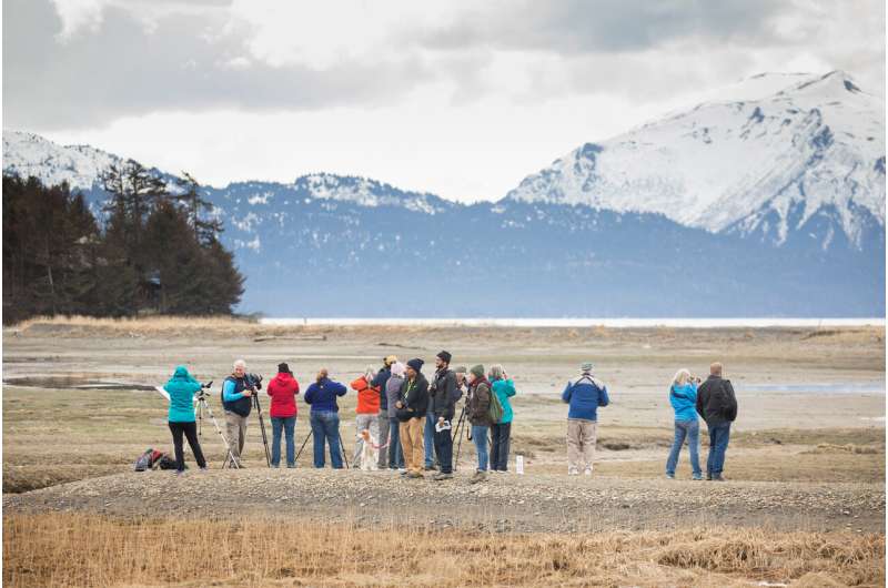 Birdwatching brings millions of dollars to Alaska