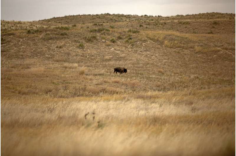 Bison spread as Native American tribes reclaim stewardship