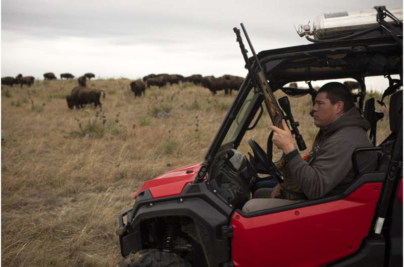 Bison spread as Native American tribes reclaim stewardship