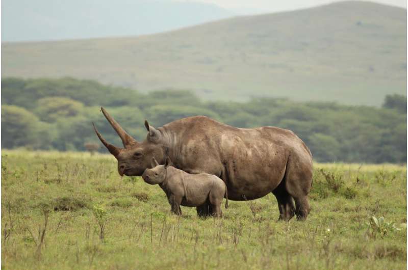 Black Rhino extinction risk sharply increased by killing of specific female rhinos