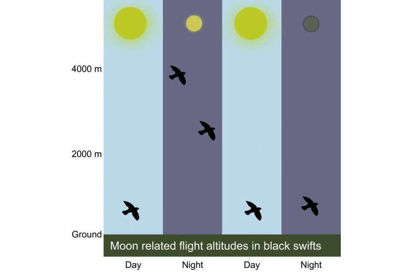 Black swifts descended rapidly during lunar eclipse