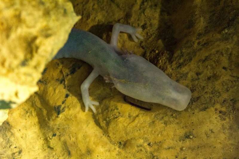 Blind cave creatures light the way with DNA