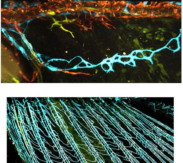Blood vessels originating from lymphatic vessels are found to be tailored to specific functions