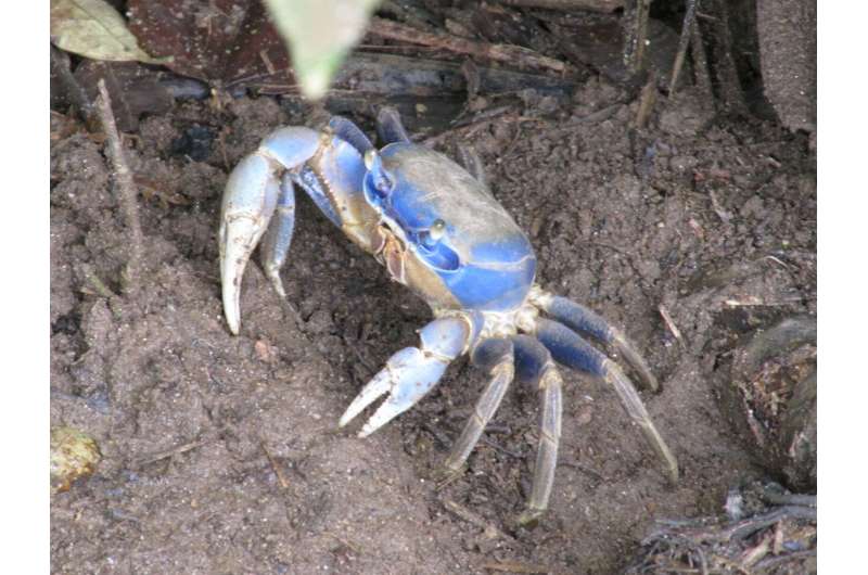 Blue crabs found to attack at low tide