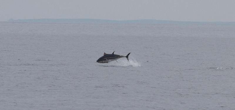 Bluefin tuna tagged for the first time in UK waters with acoustic ‘residency’ tags